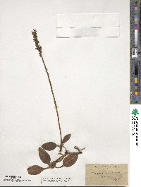 Goodyera pubescens image