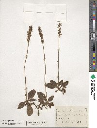 Goodyera pubescens image