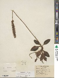 Goodyera pubescens image