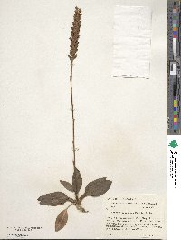 Goodyera pubescens image