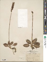 Goodyera pubescens image