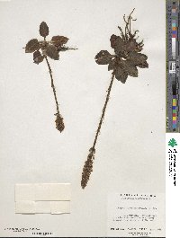 Goodyera pubescens image