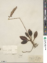 Goodyera pubescens image