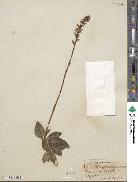 Goodyera pubescens image