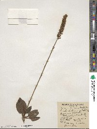 Goodyera pubescens image