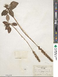 Goodyera pubescens image