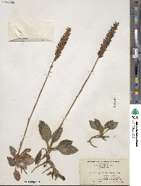 Goodyera pubescens image