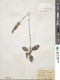 Goodyera pubescens image