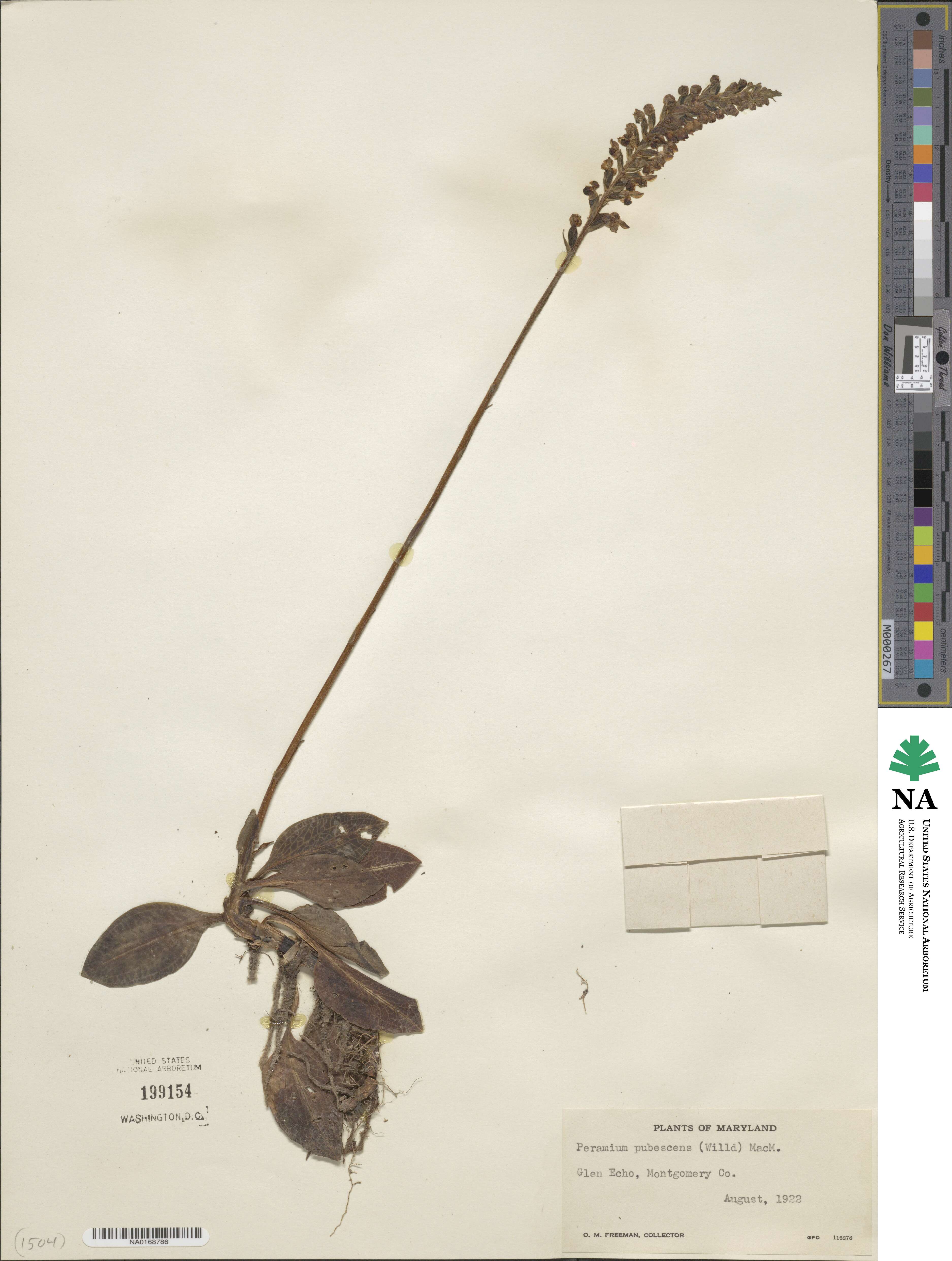 Goodyera image