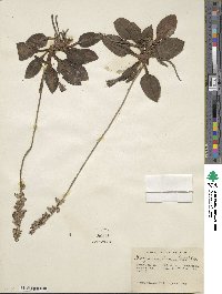 Goodyera pubescens image