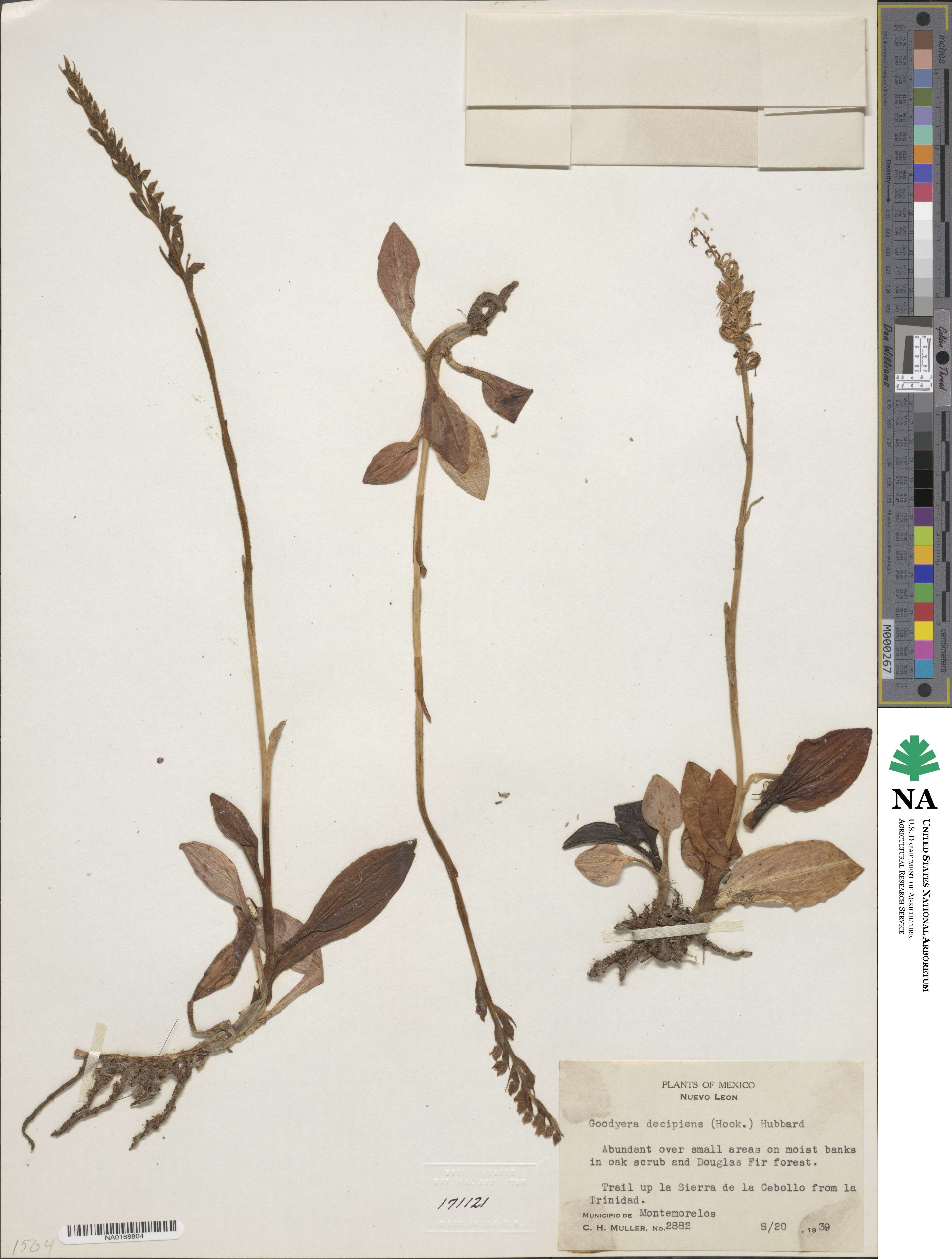 Goodyera oblongifolia image