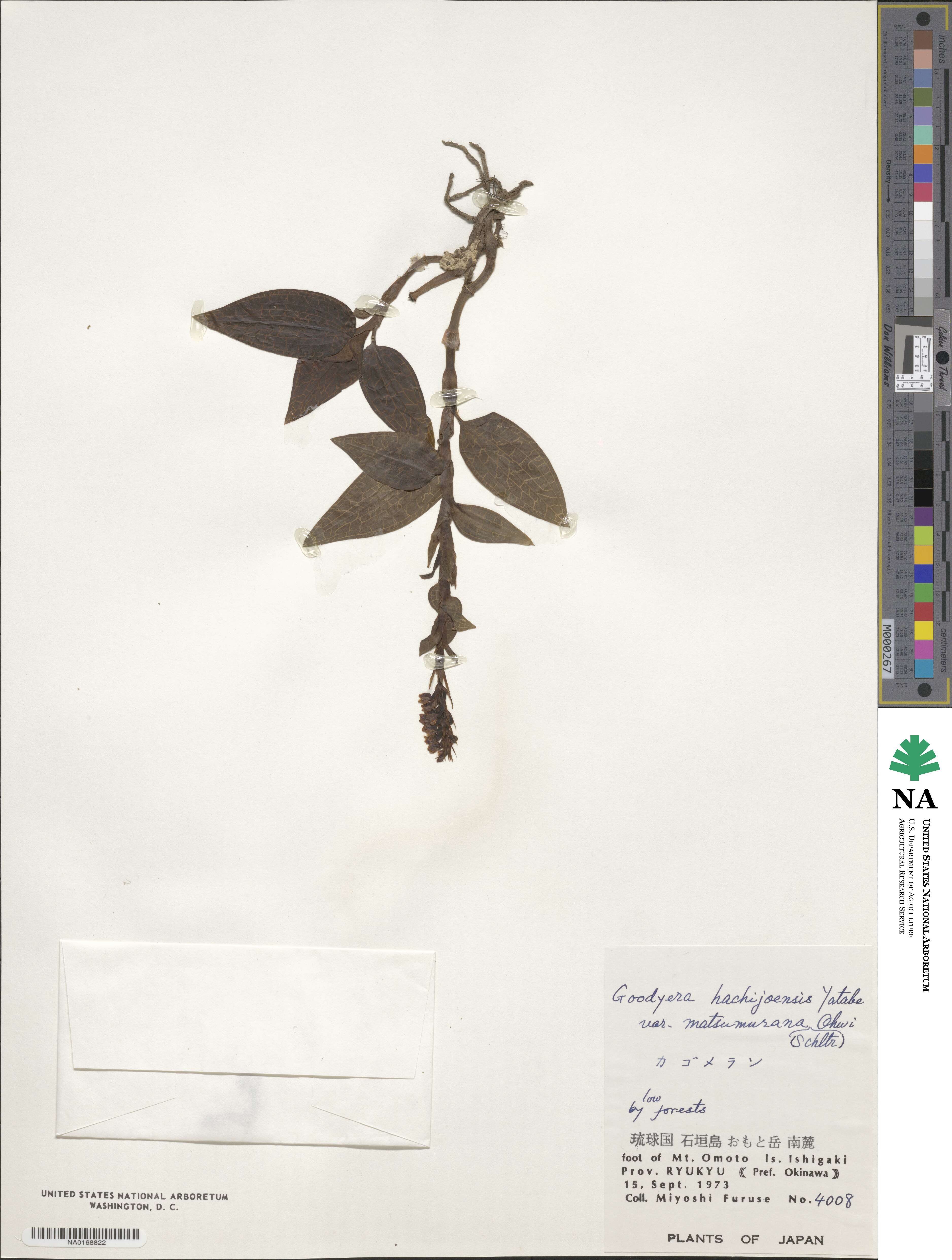 Goodyera hachijoensis image