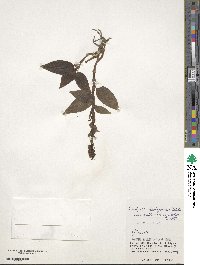 Goodyera hachijoensis image