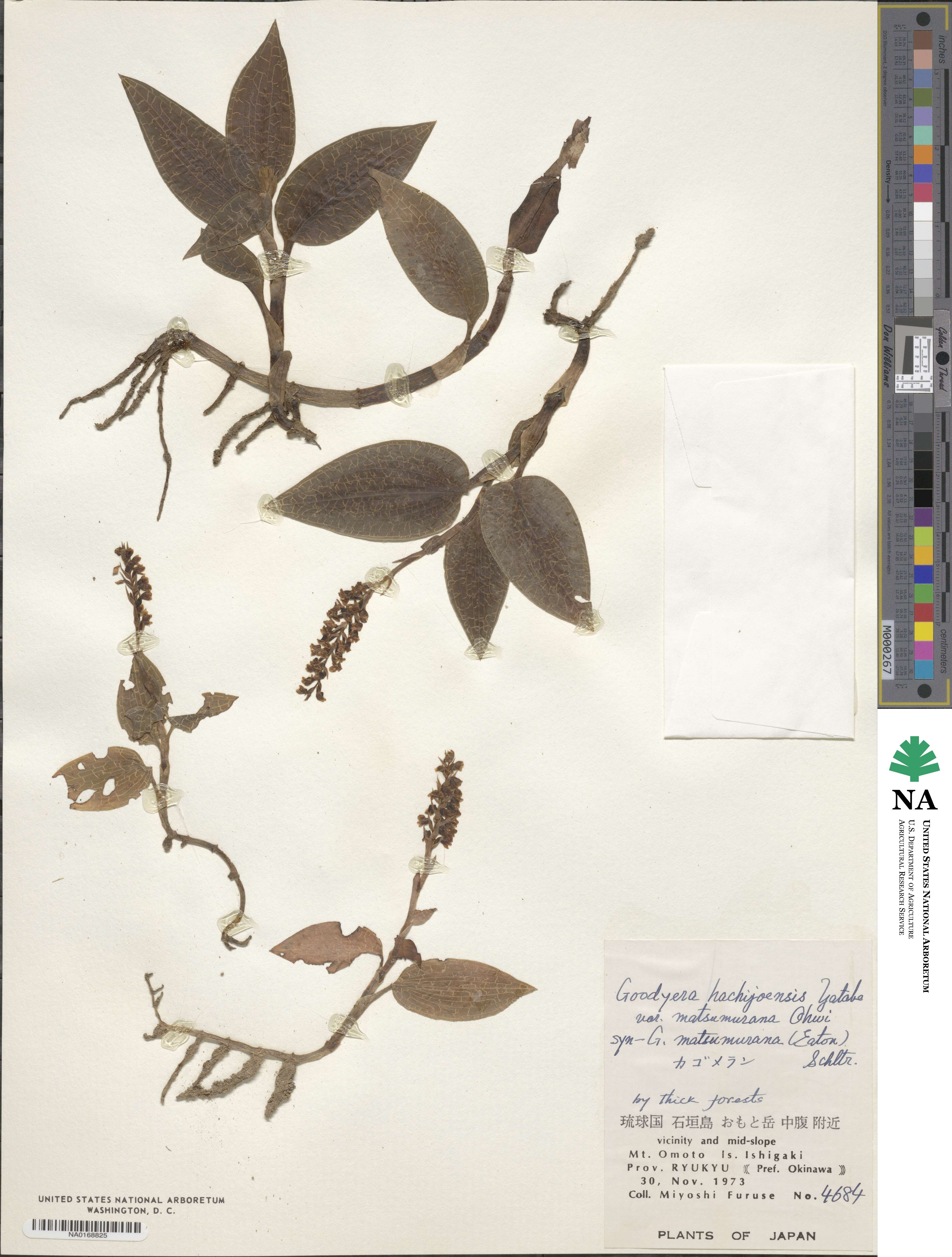 Goodyera hachijoensis image