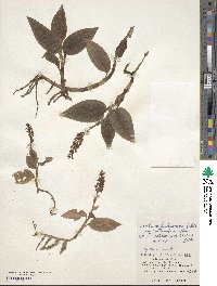 Goodyera hachijoensis image