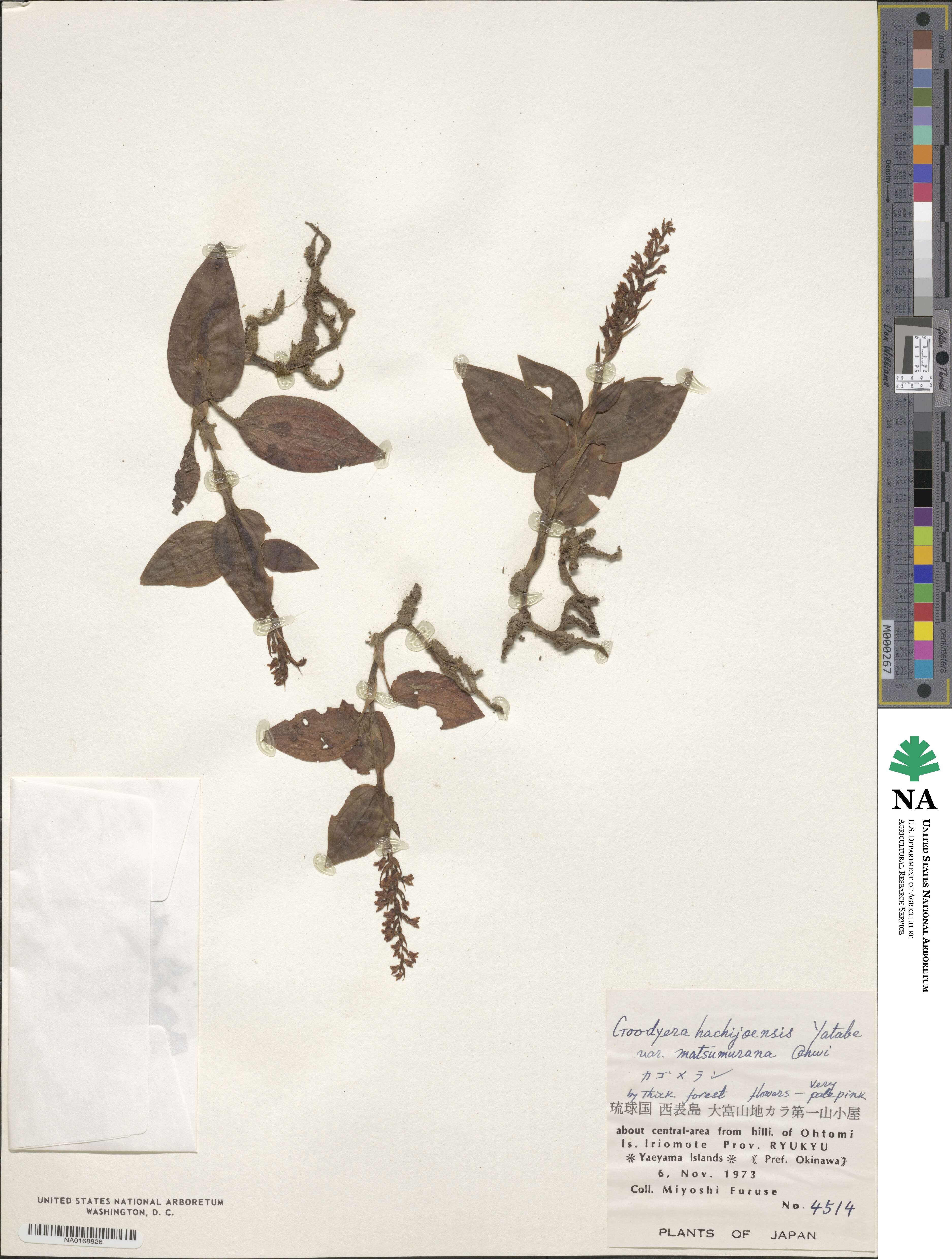 Goodyera hachijoensis image