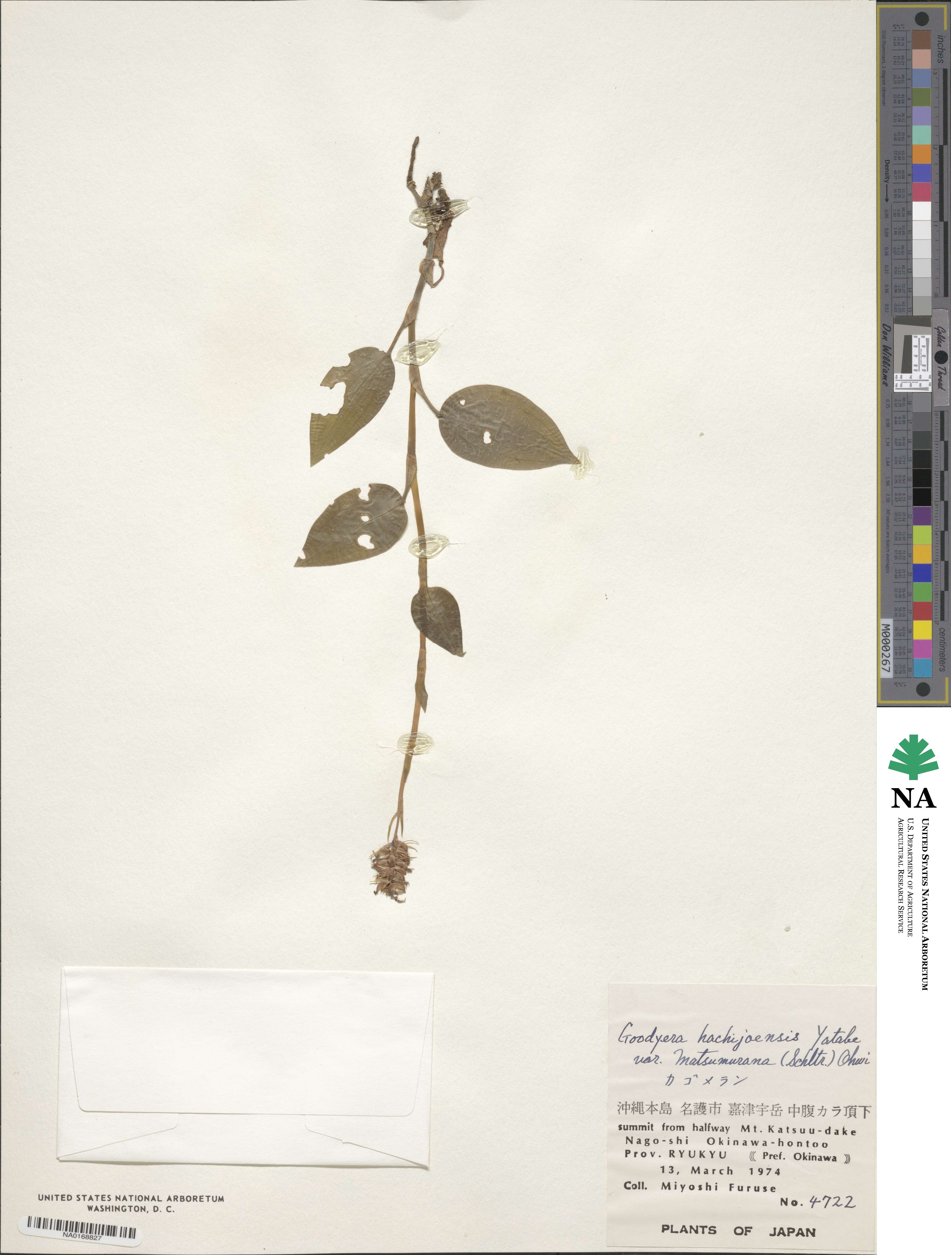 Goodyera hachijoensis image