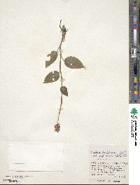 Goodyera hachijoensis image