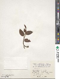 Goodyera hachijoensis image