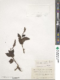 Goodyera hachijoensis image