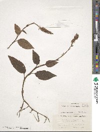 Goodyera hachijoensis image