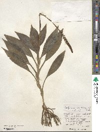 Image of Goodyera procera