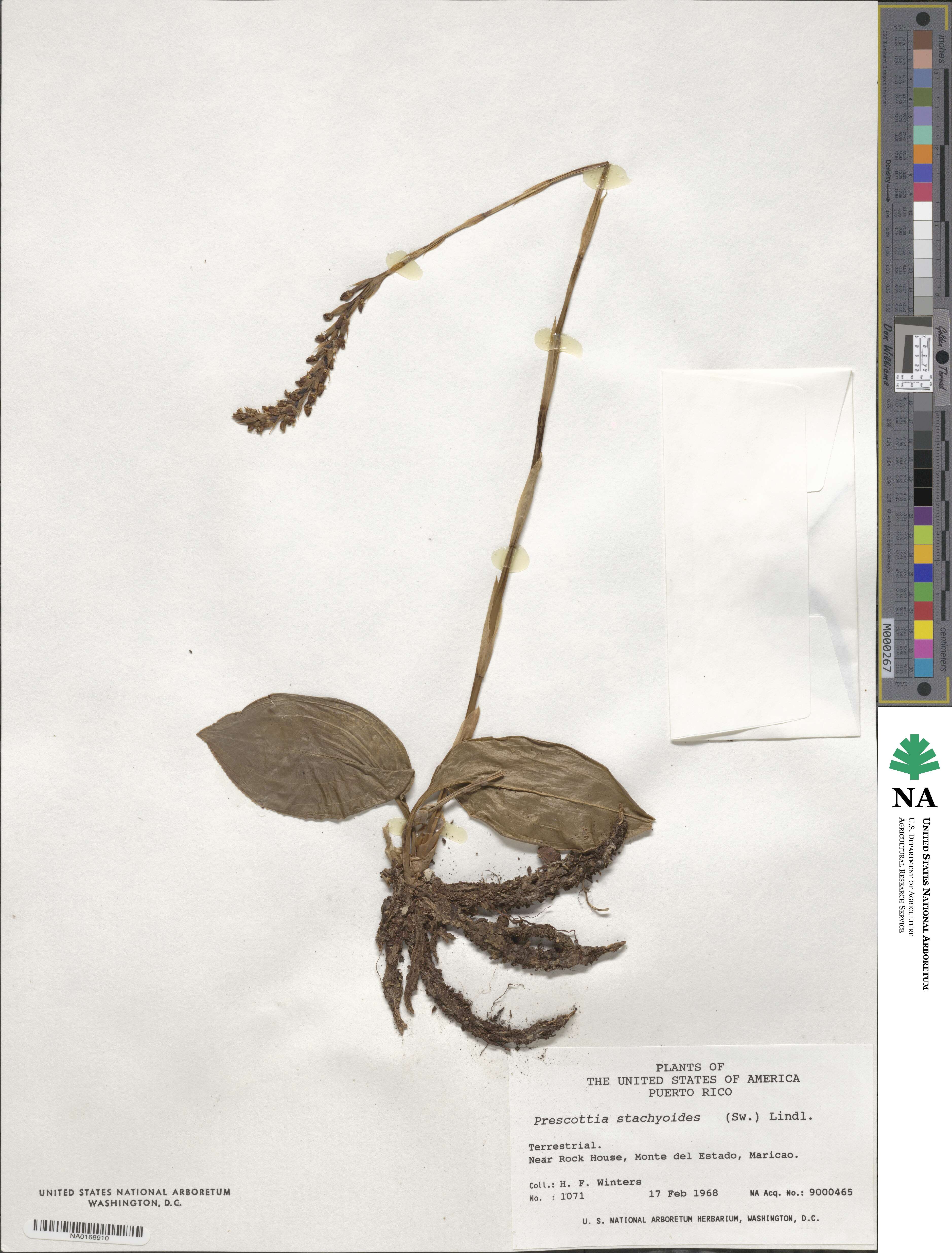 Prescottia stachyodes image