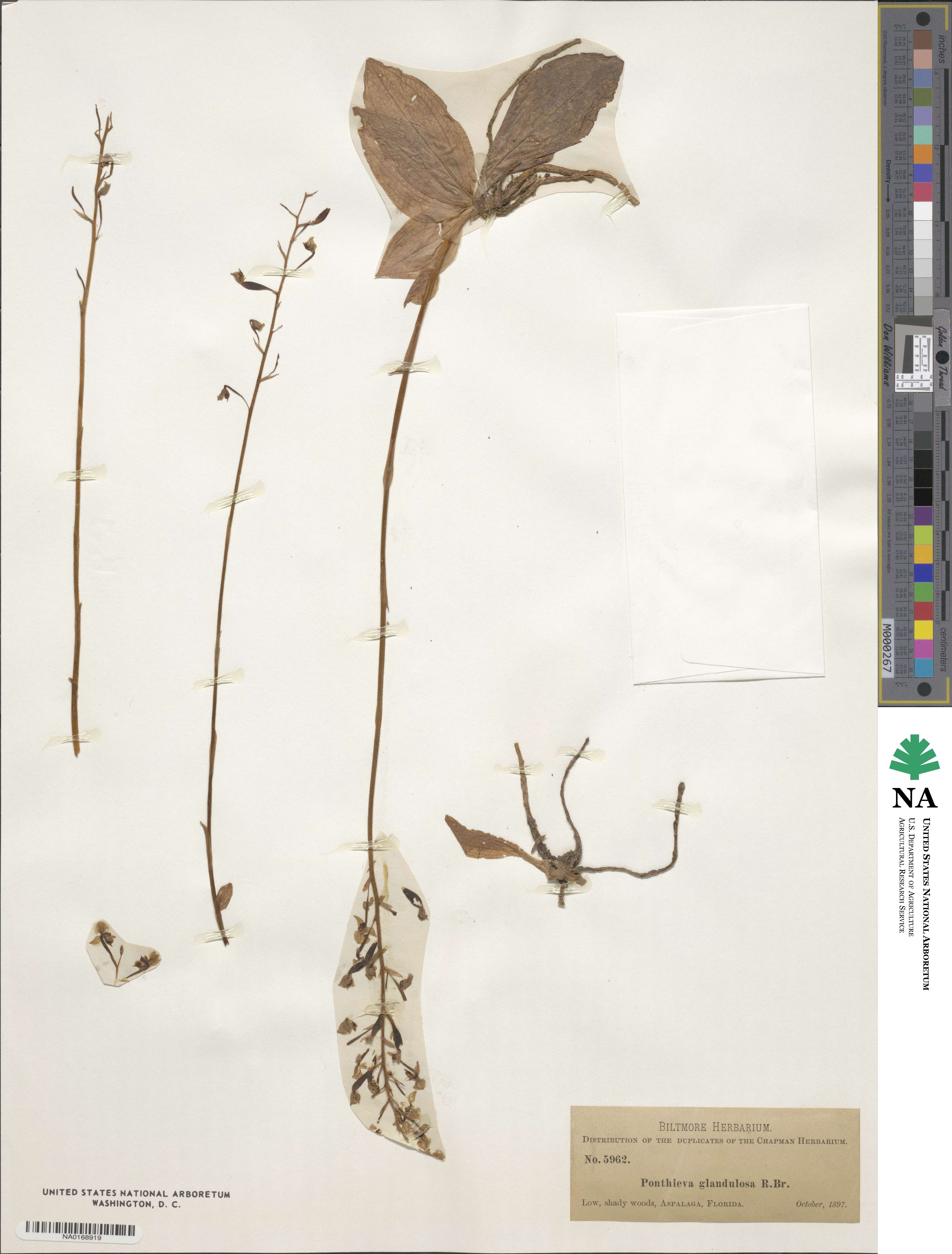 Ponthieva glandulosa image
