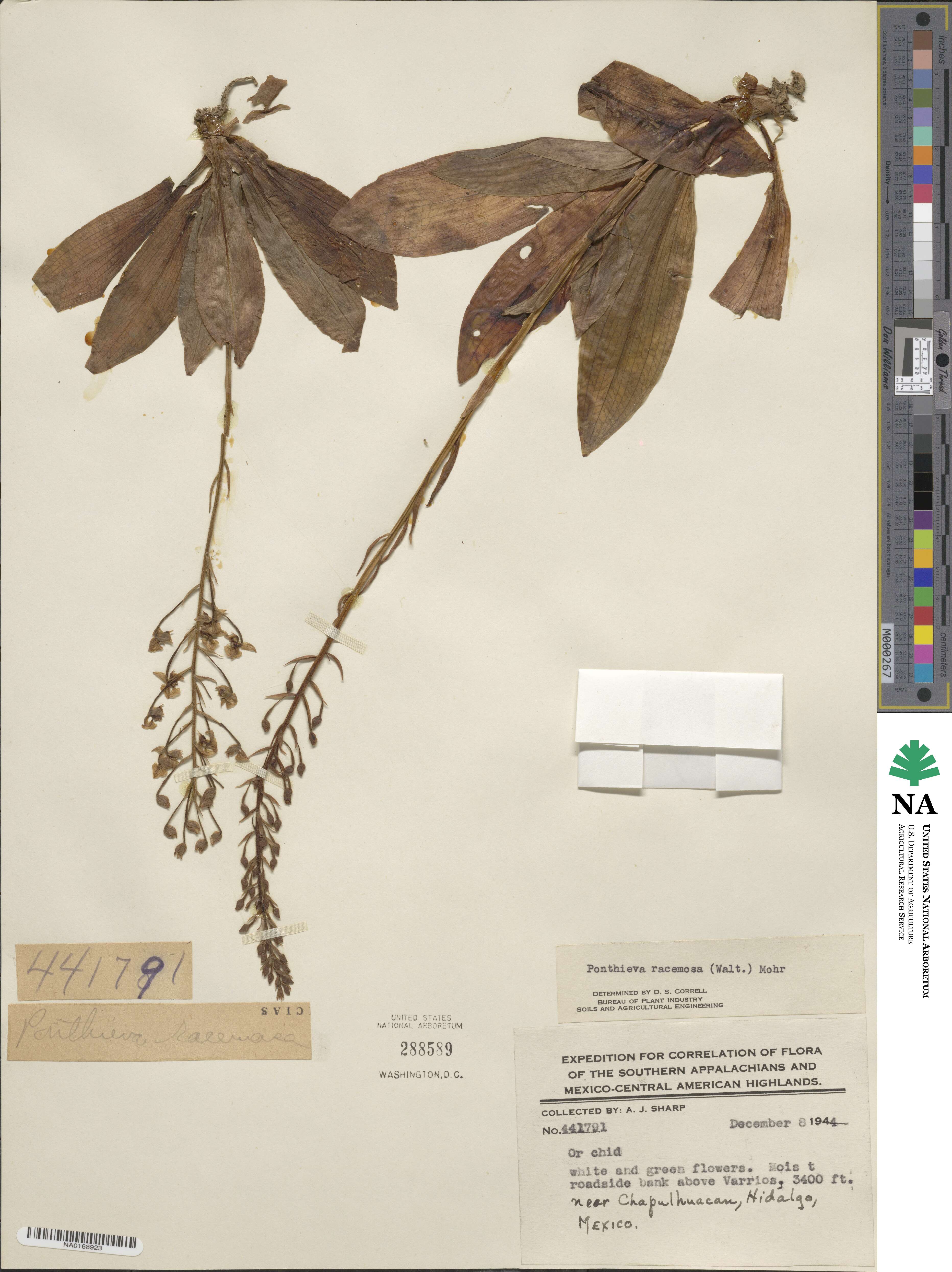 Ponthieva racemosa image