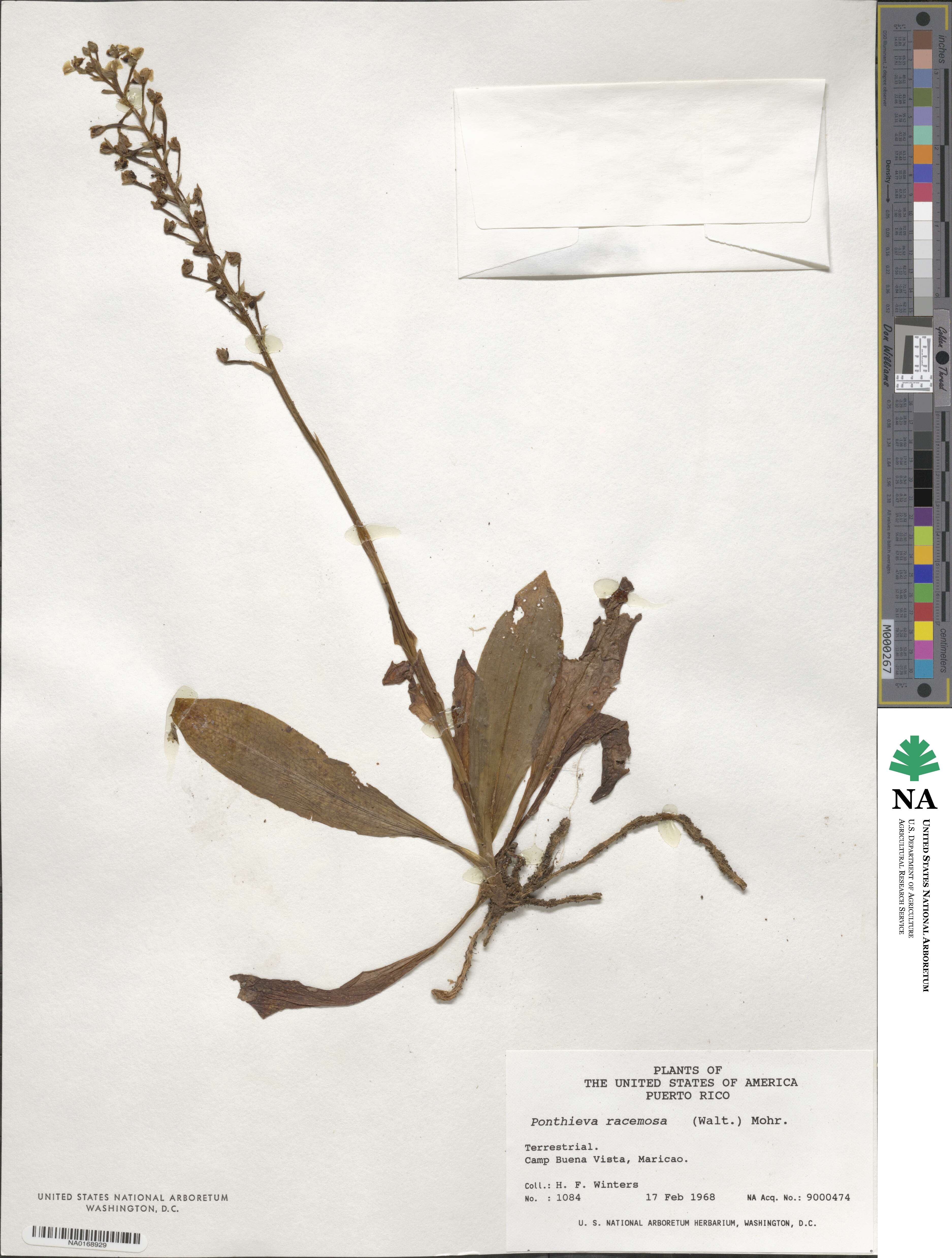 Ponthieva racemosa image