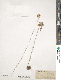Image of Calopogon barbatus