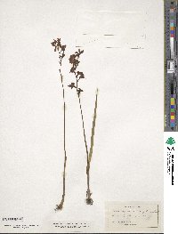 Image of Calopogon multiflorus