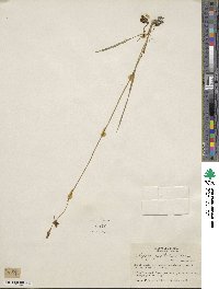 Calopogon pallidus image