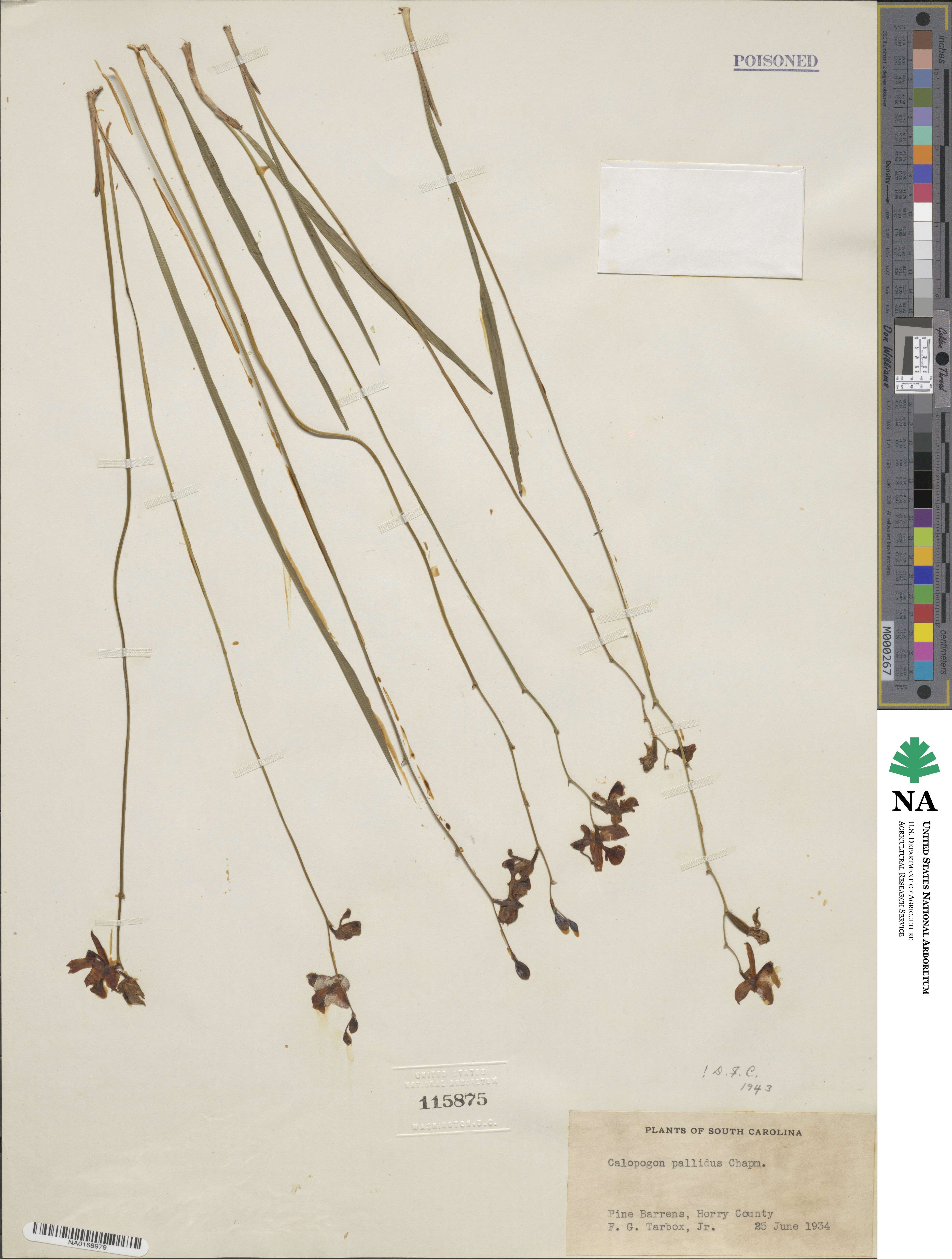 Calopogon pallidus image