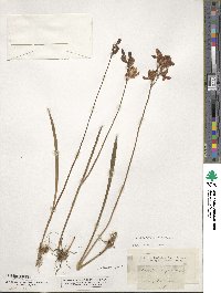 Calopogon tuberosus var. tuberosus image