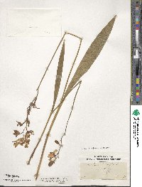 Calopogon tuberosus var. tuberosus image