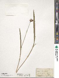 Calopogon tuberosus var. tuberosus image