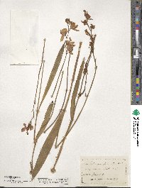 Calopogon tuberosus var. tuberosus image