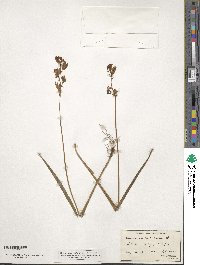 Calopogon tuberosus var. tuberosus image