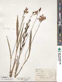 Calopogon tuberosus var. tuberosus image