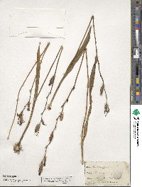 Calopogon tuberosus var. tuberosus image