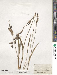 Calopogon tuberosus var. tuberosus image