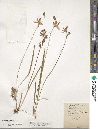 Calopogon tuberosus var. tuberosus image