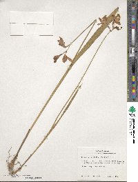 Calopogon tuberosus var. tuberosus image