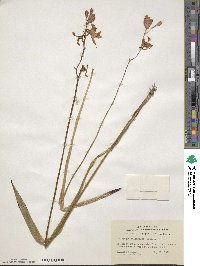 Calopogon tuberosus var. tuberosus image