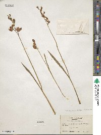 Calopogon tuberosus var. tuberosus image