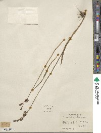 Calopogon tuberosus var. tuberosus image