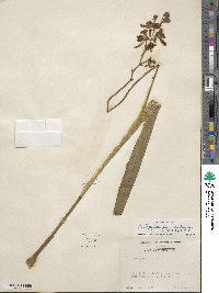 Calopogon tuberosus var. tuberosus image