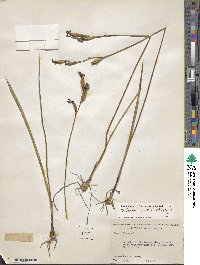 Calopogon tuberosus var. tuberosus image