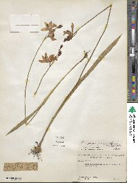 Calopogon tuberosus var. tuberosus image